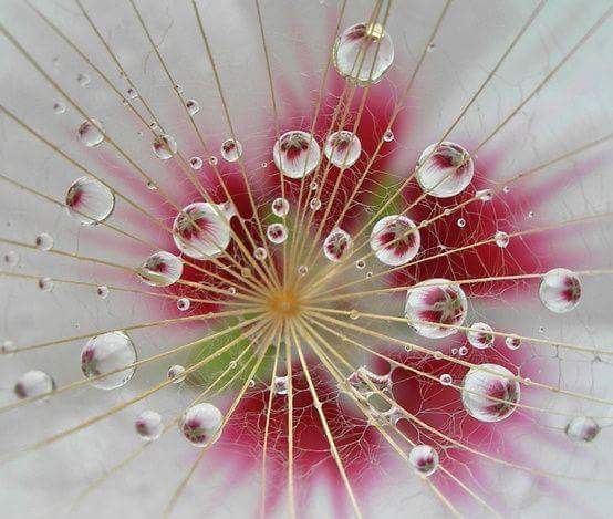 axe neuro-hormonal reset - comprendre change tout - le programme