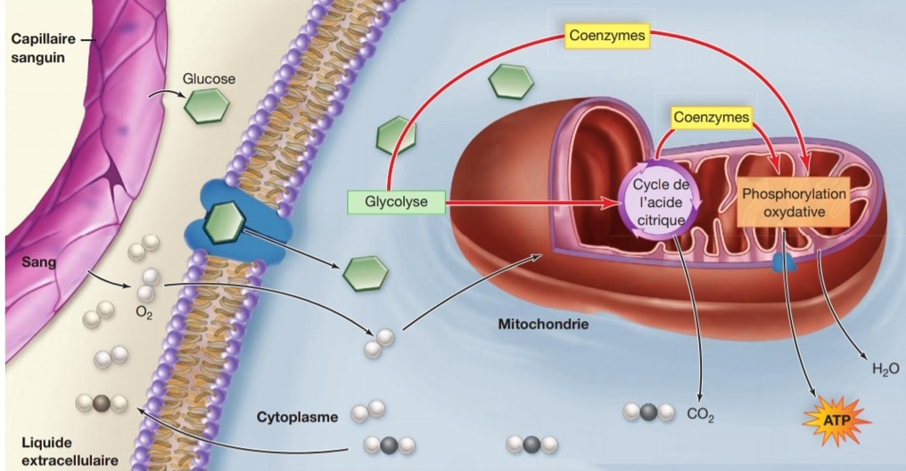 Centre agréé bol d'air Jacquier